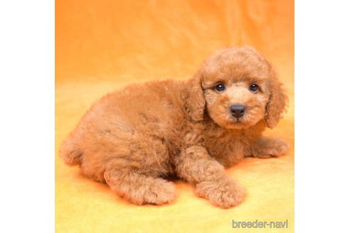 成約済の東京都のトイプードル-192386の1枚目